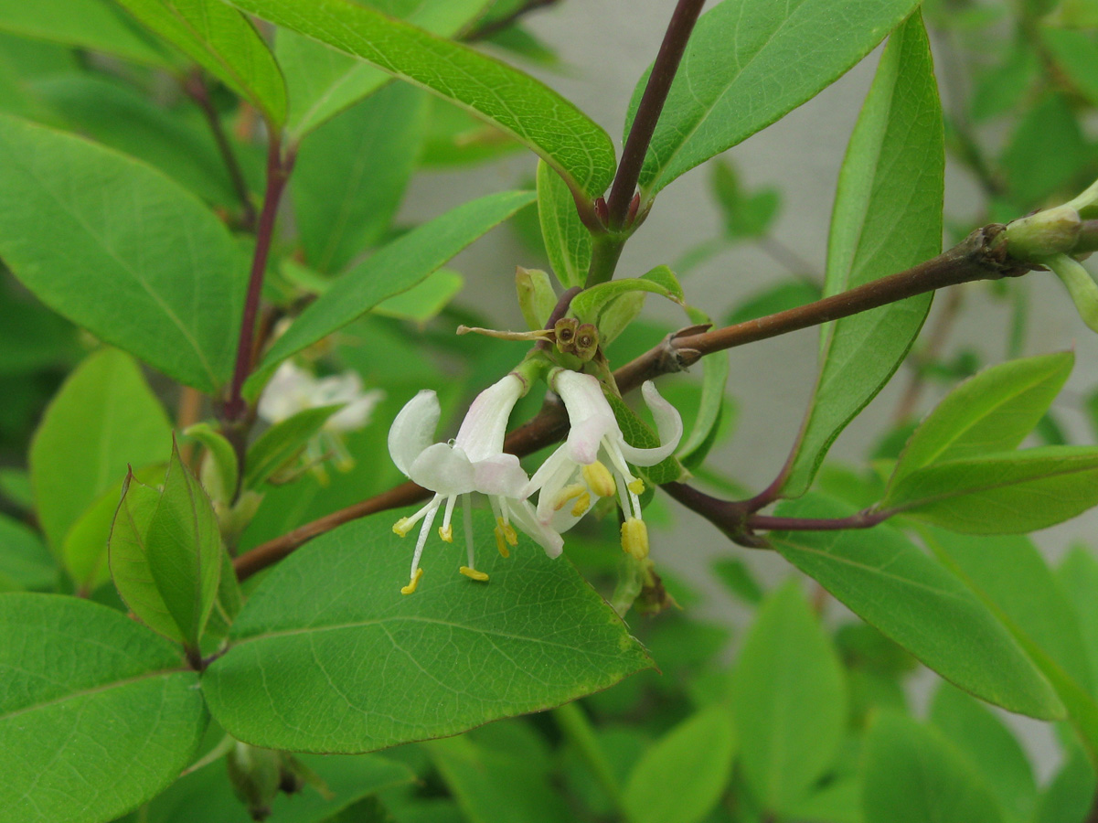 Image of Lonicera fragrantissima specimen.