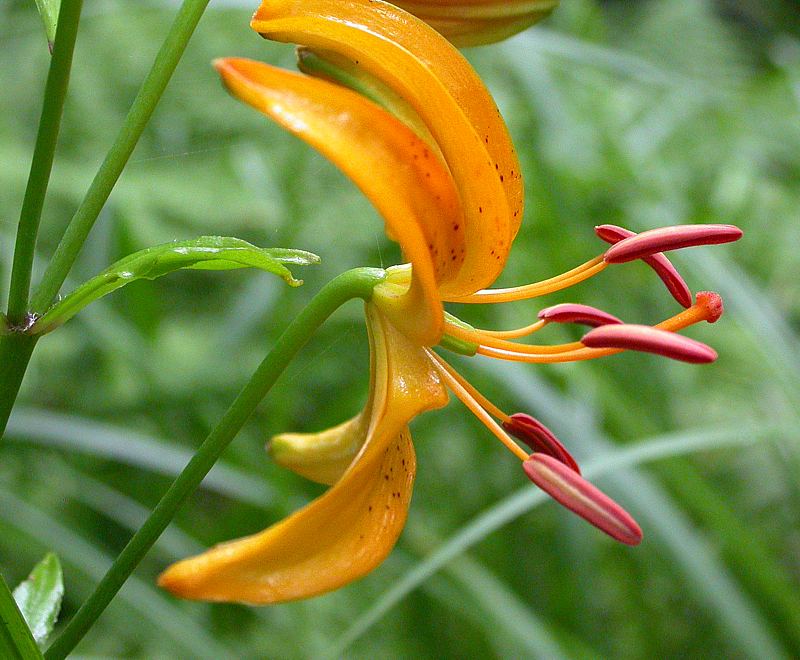 Image of Lilium distichum specimen.