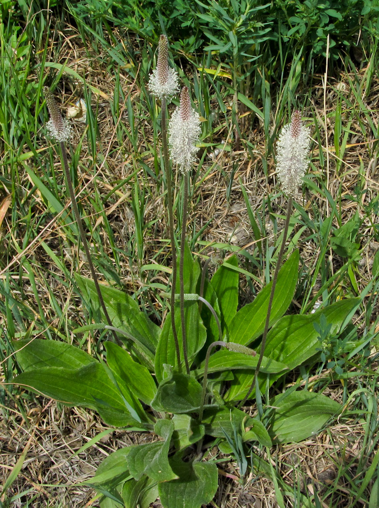 Image of Plantago urvillei specimen.