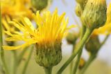 Inula macrophylla. Соцветие. Узбекистан, Ташкентская обл., отроги Чаткальского хр. в окр. г. Газалкент. 27.05.2012.