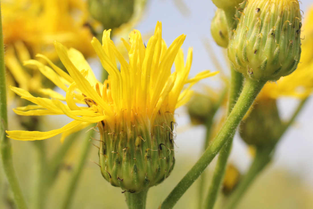 Image of Inula macrophylla specimen.