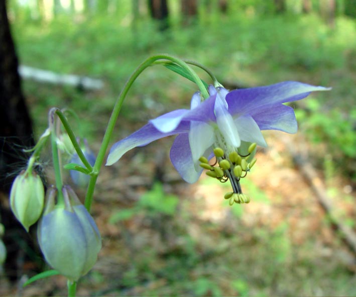 Изображение особи Aquilegia parviflora.