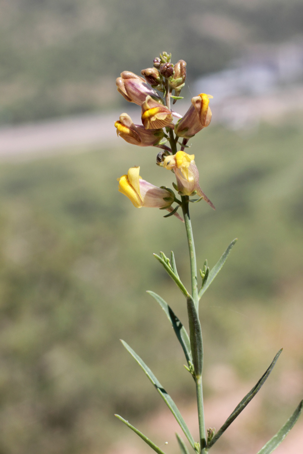 Изображение особи Linaria popovii.