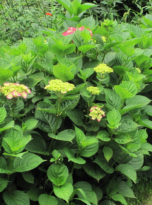 Image of Hydrangea macrophylla specimen.