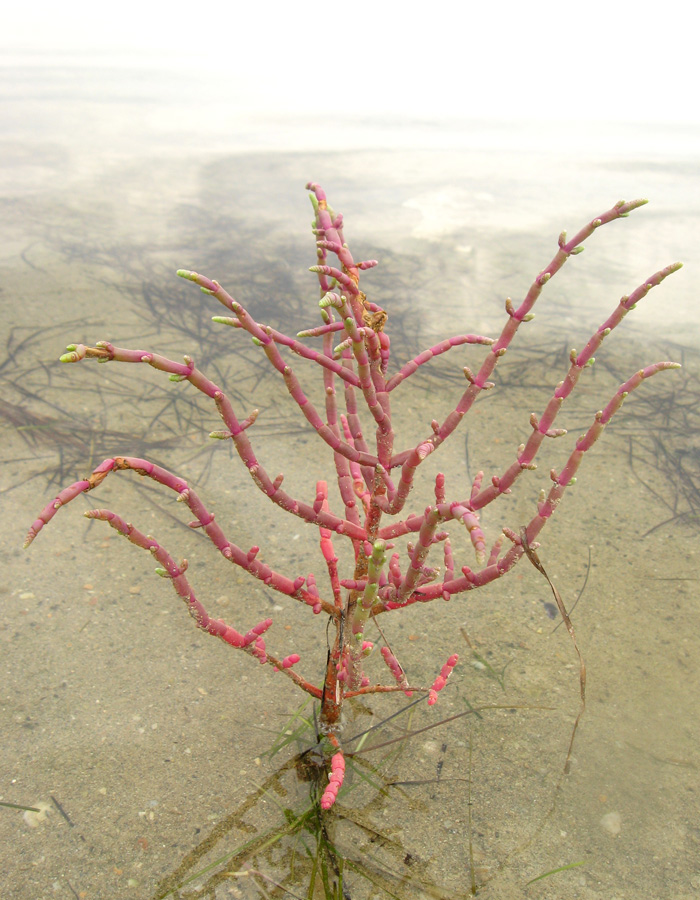 Изображение особи Salicornia perennans.