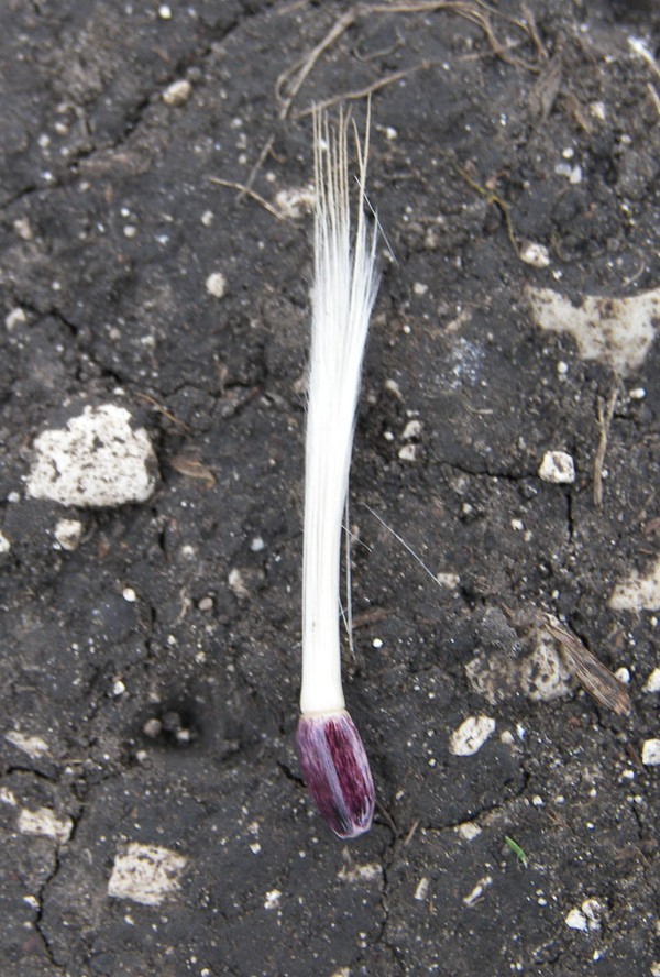 Изображение особи Cirsium ciliatum.