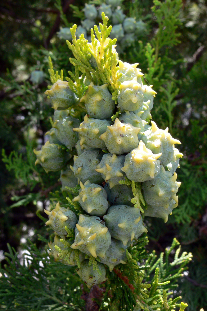 Image of Platycladus orientalis specimen.