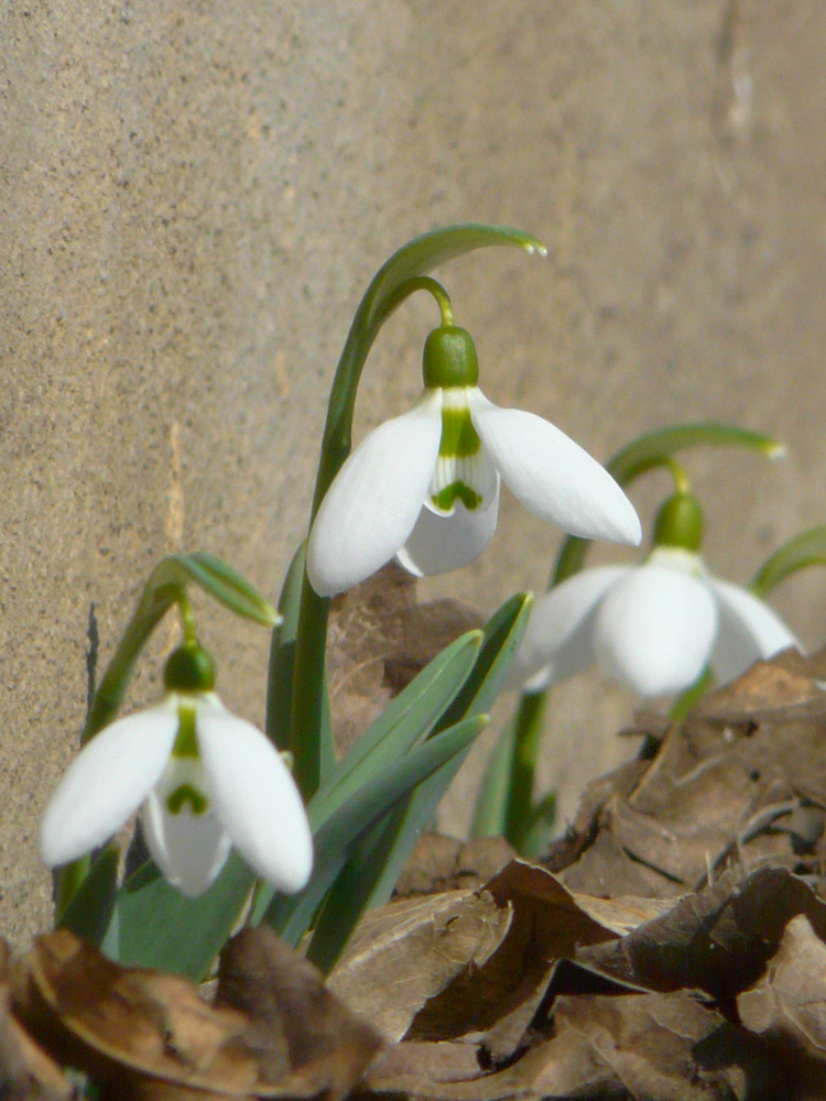 Image of Galanthus graecus specimen.