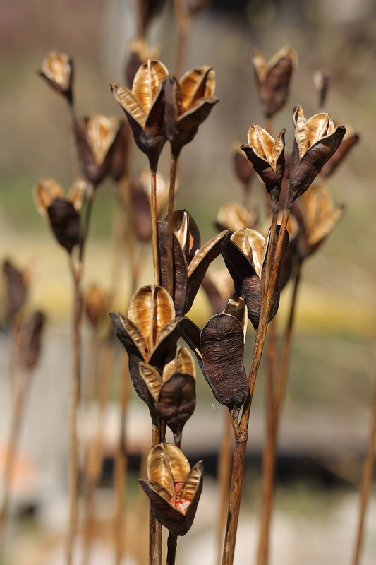 Image of Iris sibirica specimen.