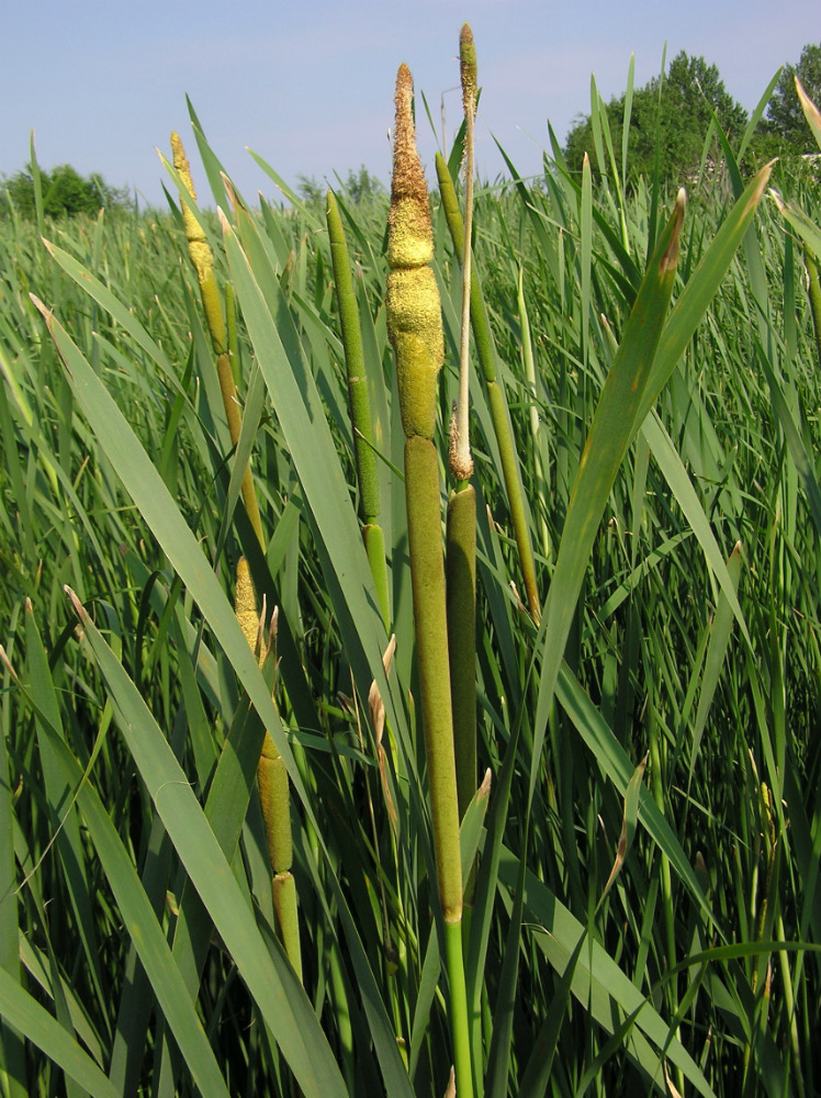 Изображение особи Typha latifolia.