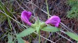 Pedicularis resupinata