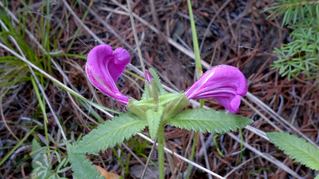 Image of Pedicularis resupinata specimen.