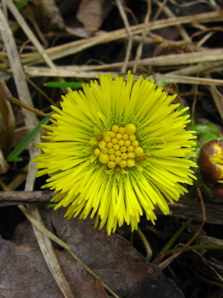 Image of Tussilago farfara specimen.