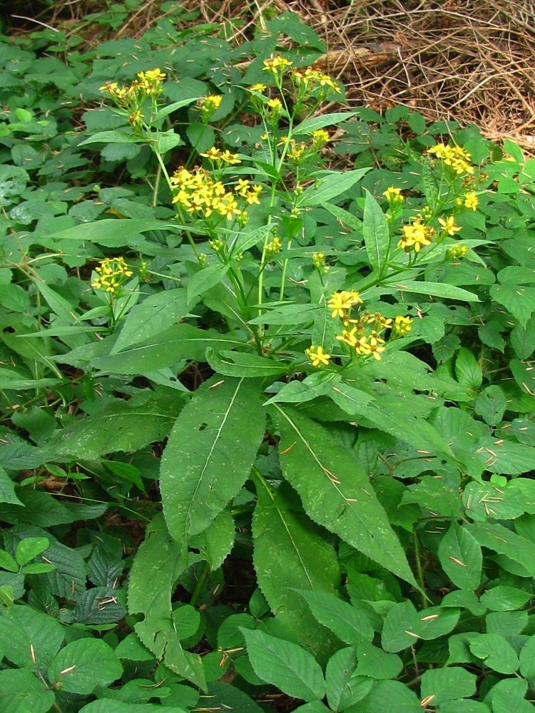 Image of Senecio nemorensis specimen.