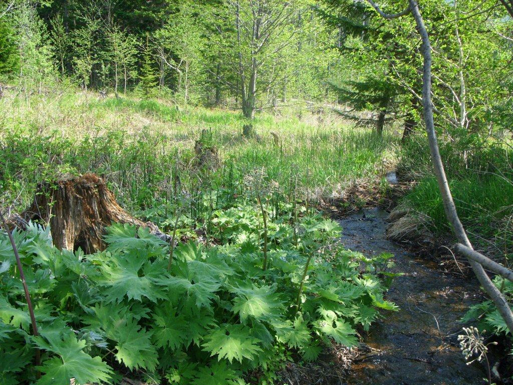 Изображение особи Petasites tatewakianus.