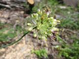 Смотреть изображение Allium condensatum