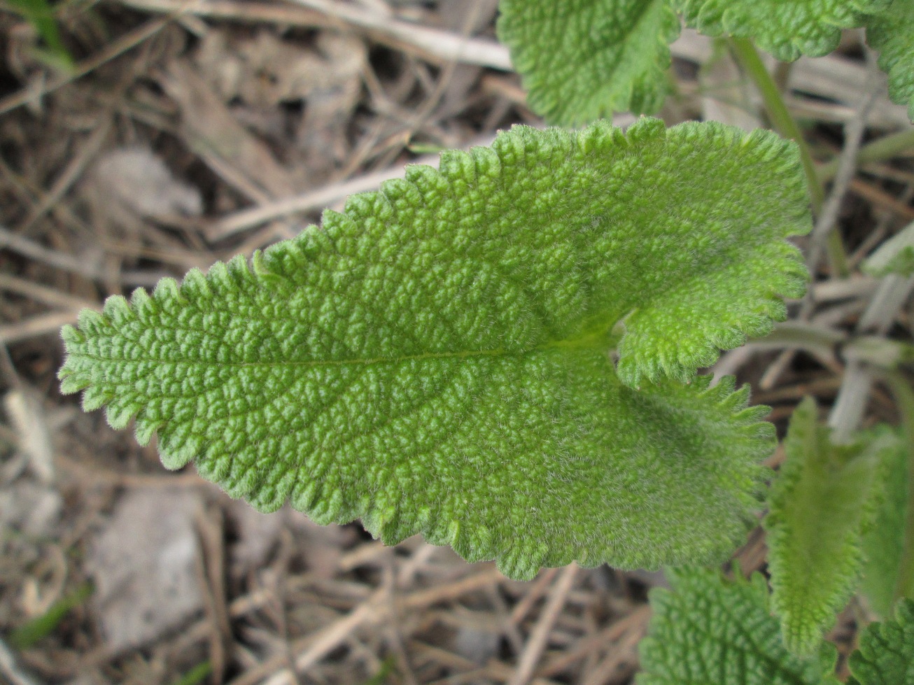 Image of Phlomoides tuberosa specimen.