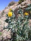 Glaucium flavum