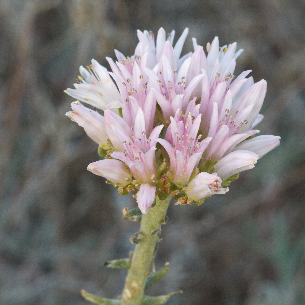 Изображение особи Pseudosedum longidentatum.