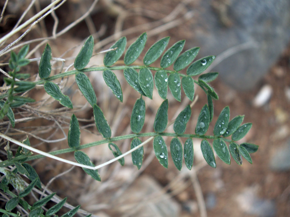 Изображение особи Oxytropis merkensis.