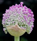 Allium giganteum. Развивающееся соцветие. Германия, г. Krefeld, Ботанический сад. 10.06.2013.