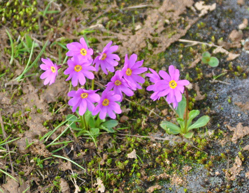 Image of Primula cuneifolia specimen.