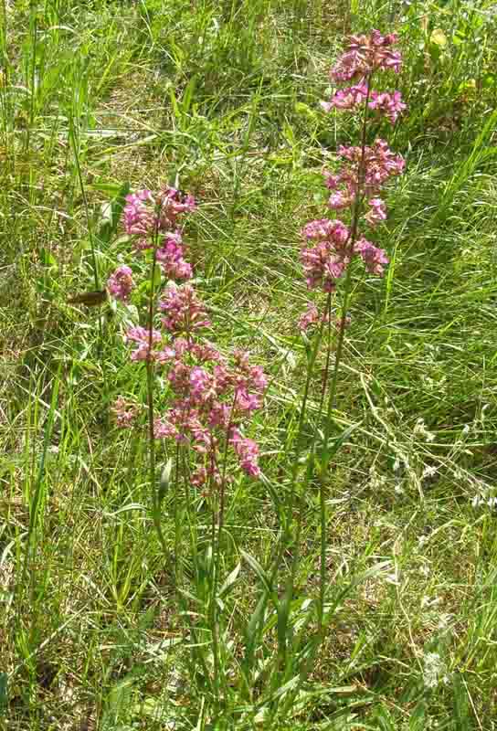 Изображение особи Viscaria vulgaris.