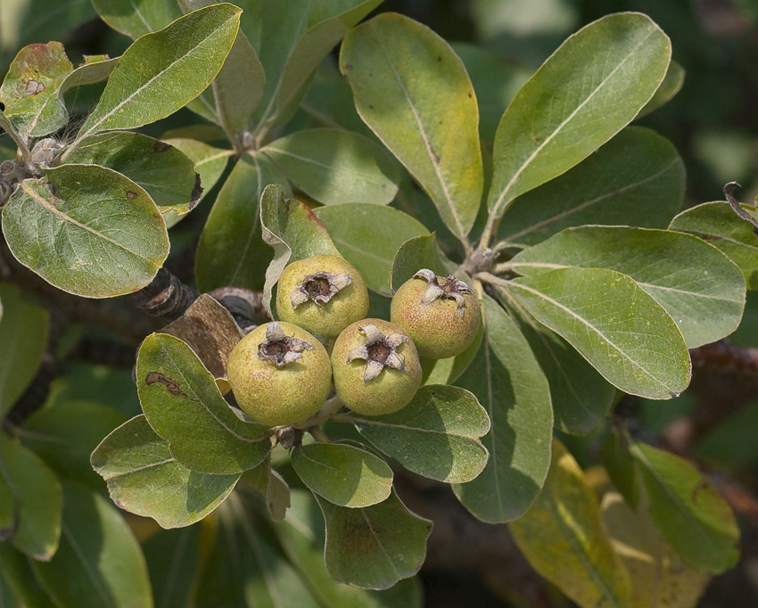 Image of Pyrus elaeagrifolia specimen.