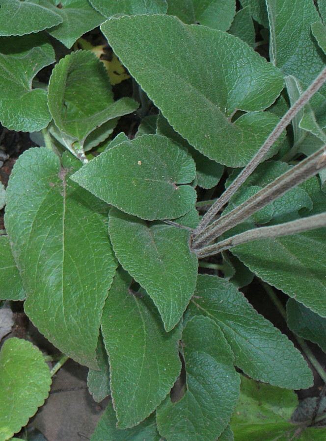 Image of Phlomis samia specimen.