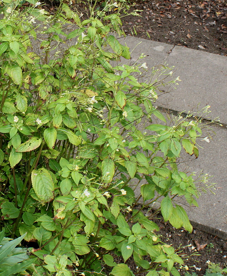 Image of Impatiens parviflora specimen.