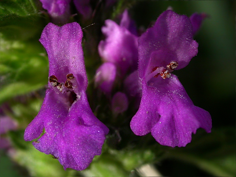 Image of Betonica officinalis specimen.