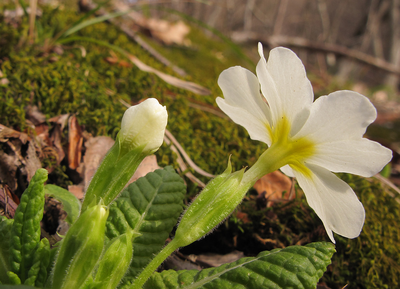 Изображение особи Primula vulgaris.