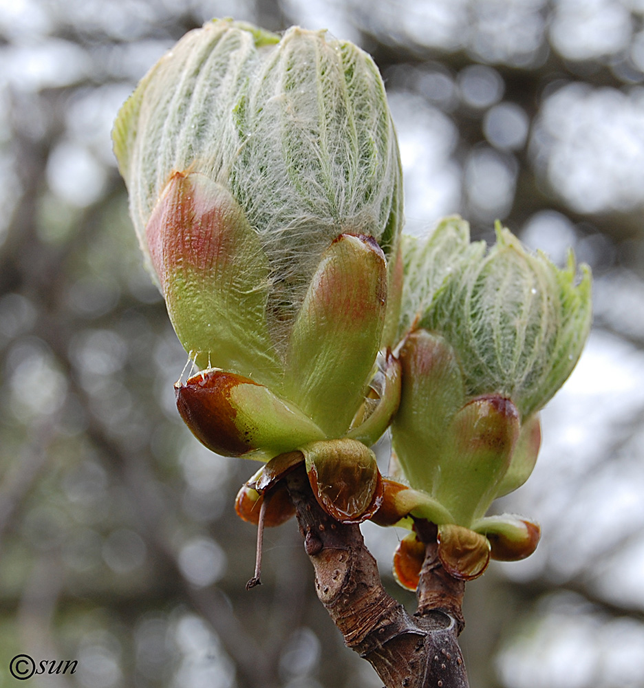 Image of Aesculus hippocastanum specimen.