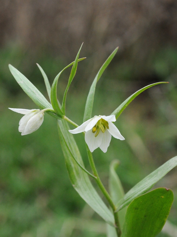 Image of Rhinopetalum bucharicum specimen.