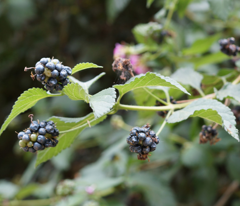 Image of Lantana camara specimen.