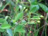Cerasus fruticosa