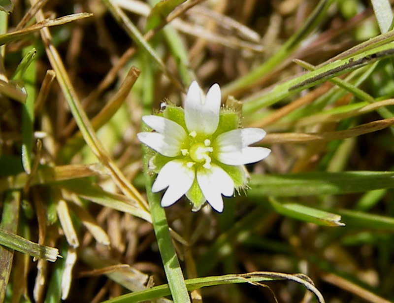 Image of Cerastium semidecandrum specimen.