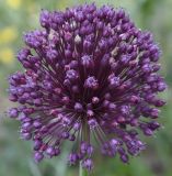 Allium ampeloprasum