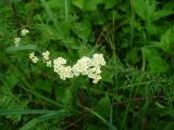 Spiraea crenata. Ветвь с соцветиями. Ставропольский край, г. Кисловодск, около Красных камней, среди кустарников (43°53′52,68″ с.ш., 42°43′39,46″ в.д.). 25.05.2014.