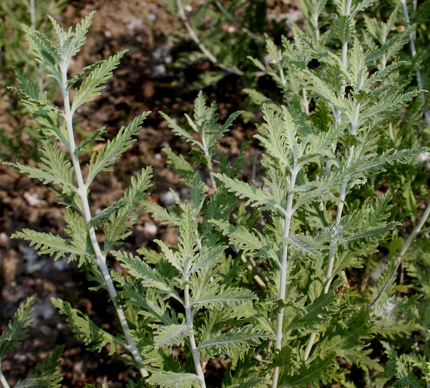 Image of Perovskia atriplicifolia specimen.