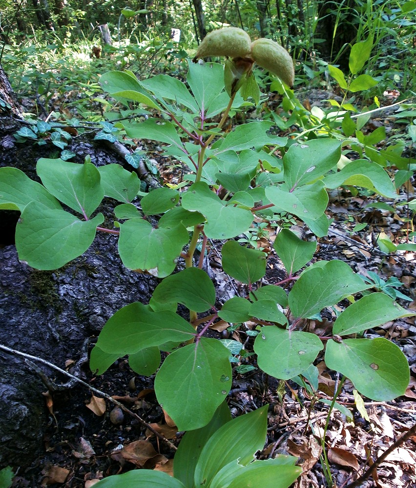 Image of Paeonia daurica specimen.