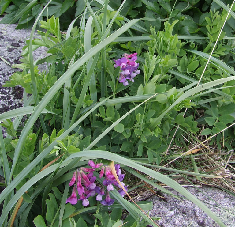 Image of Lathyrus japonicus ssp. pubescens specimen.