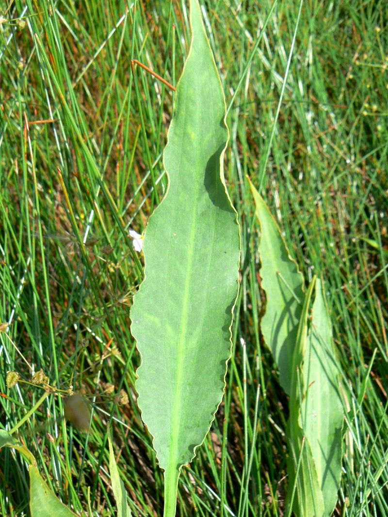 Image of Alisma juzepczukii specimen.