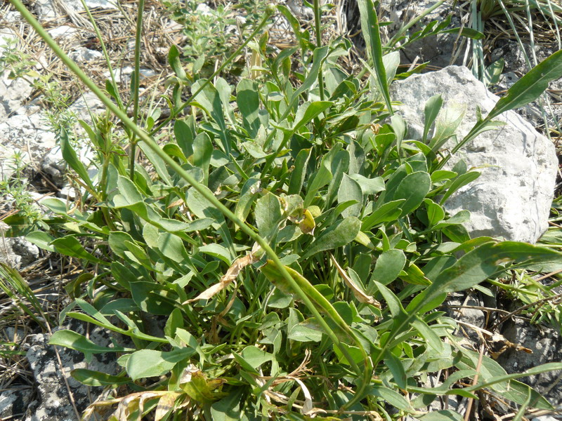 Image of Cephalaria coriacea specimen.