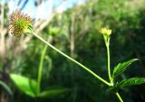 Geum urbanum