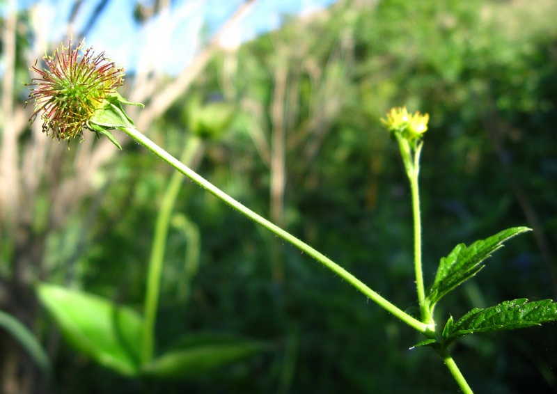 Image of Geum urbanum specimen.