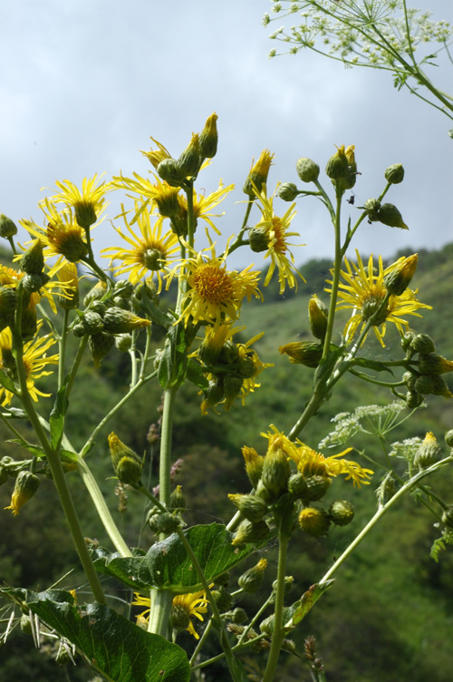 Image of Inula macrophylla specimen.