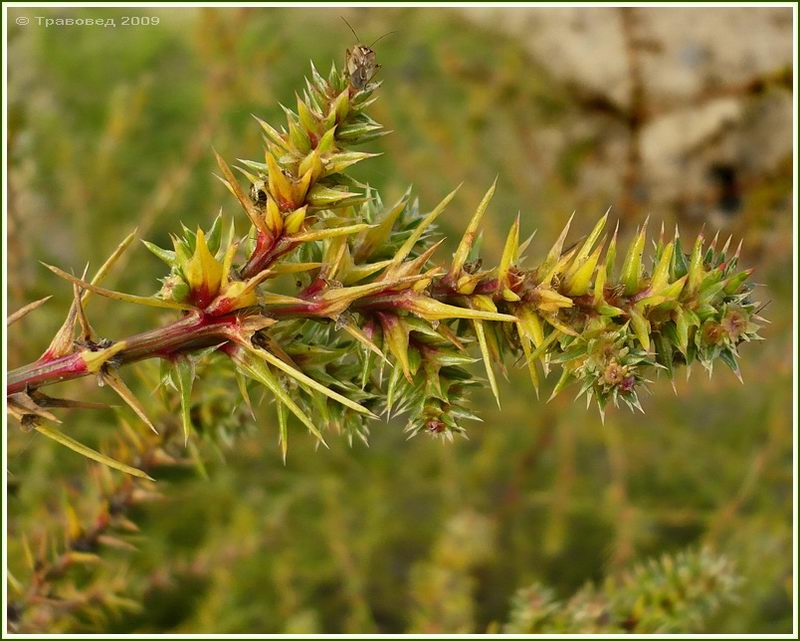 Image of Salsola tragus specimen.