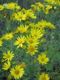 Senecio ambraceus