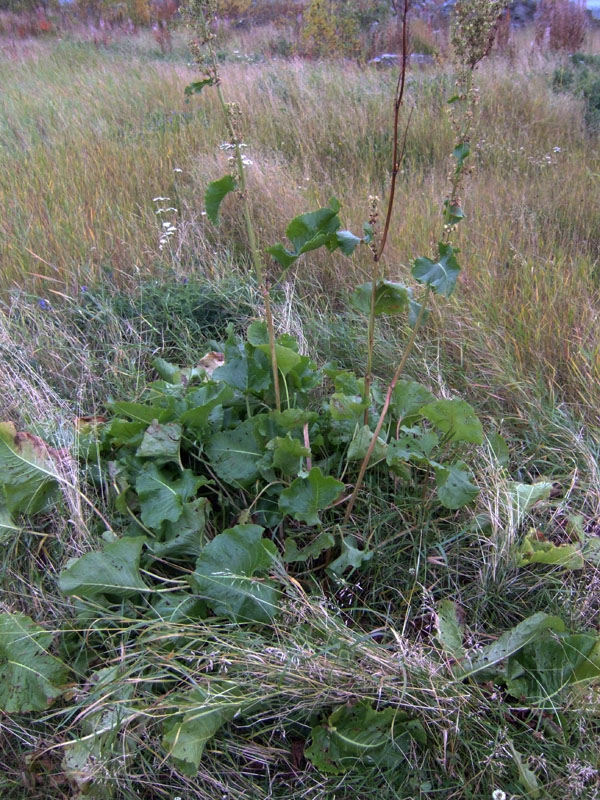 Image of Rumex confertus specimen.